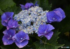三景園の紫陽花８