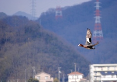 翼をひろげて　２