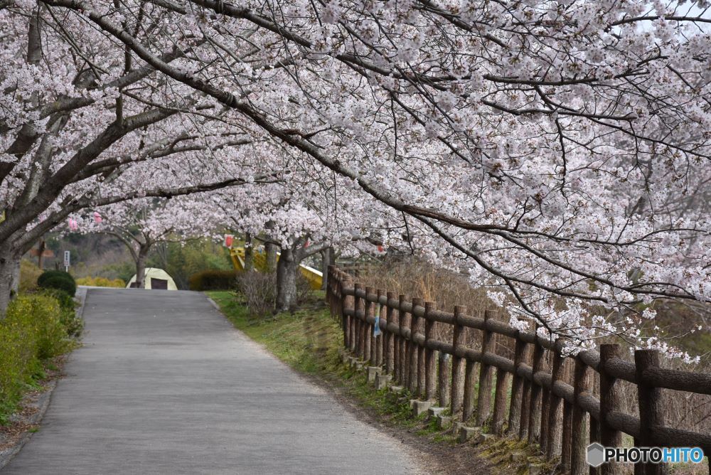 桜散歩道　３