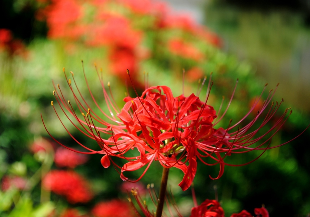 曼珠沙華　Ⅳ