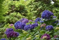 三景園の紫陽花　２１