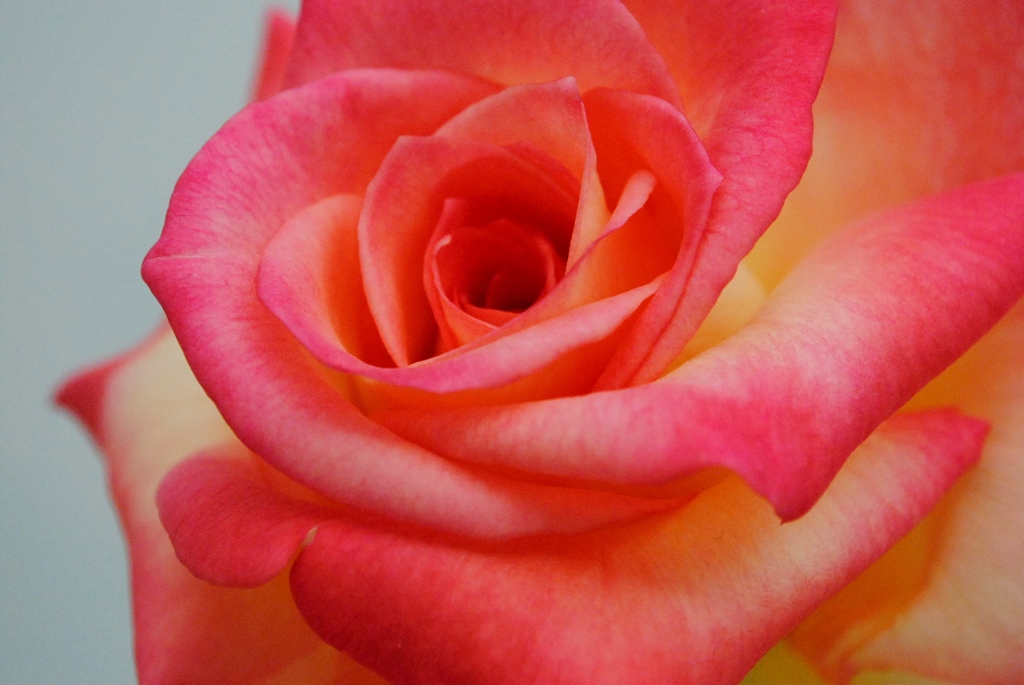 ダイアナ　　プリンセス　オブ　ウェールズ