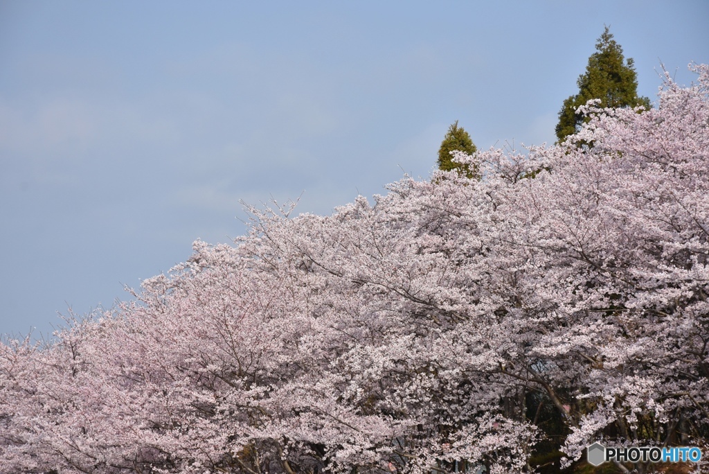 正福寺山公園の桜