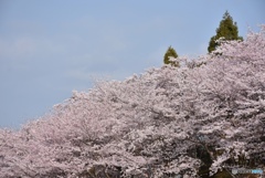 正福寺山公園の桜
