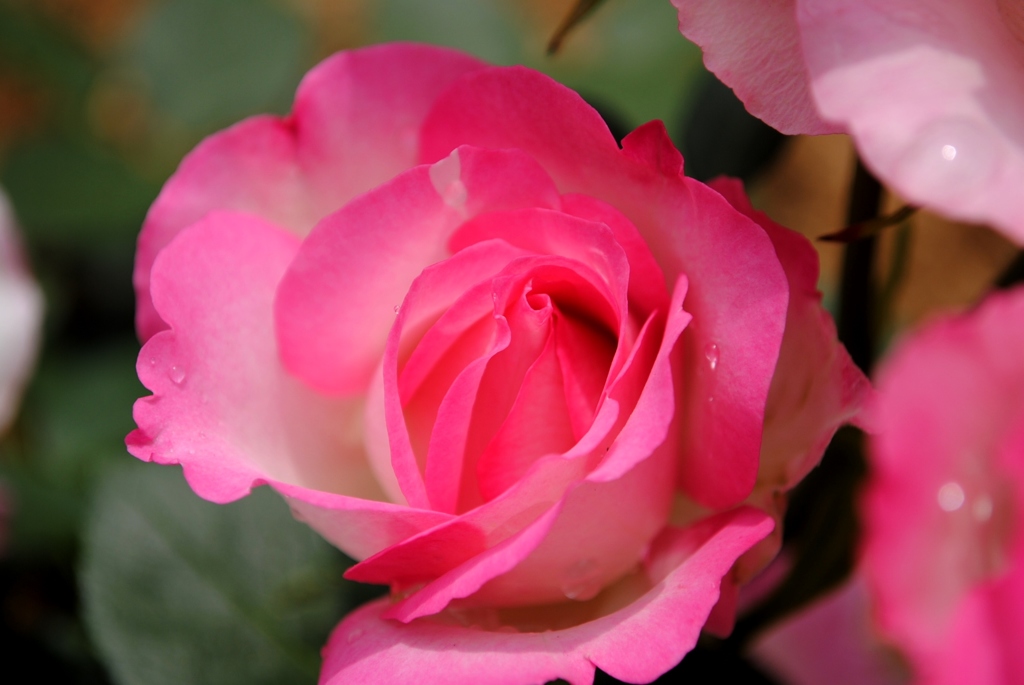 ストロベリーアイス