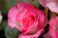 ストロベリーアイス