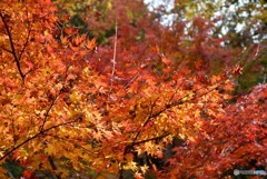 三景園の紅葉　１５