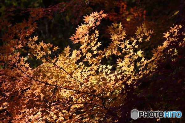 的場山の紅葉　３