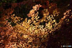 的場山の紅葉　３