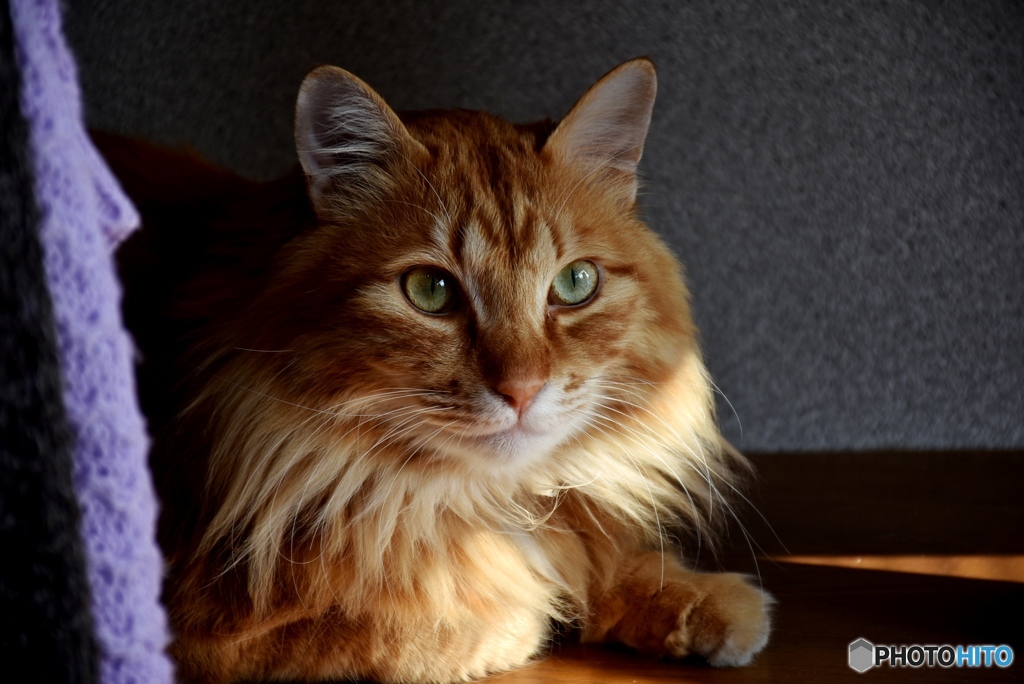 三原のふうちゃん　５