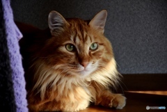 三原のふうちゃん　５