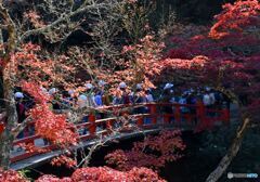 秋の宮島　１９