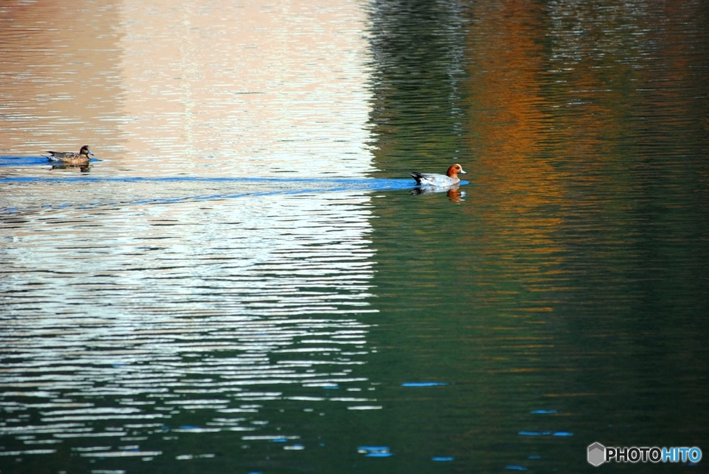 カモが集う池　２