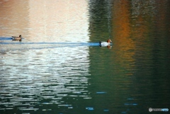 カモが集う池　２