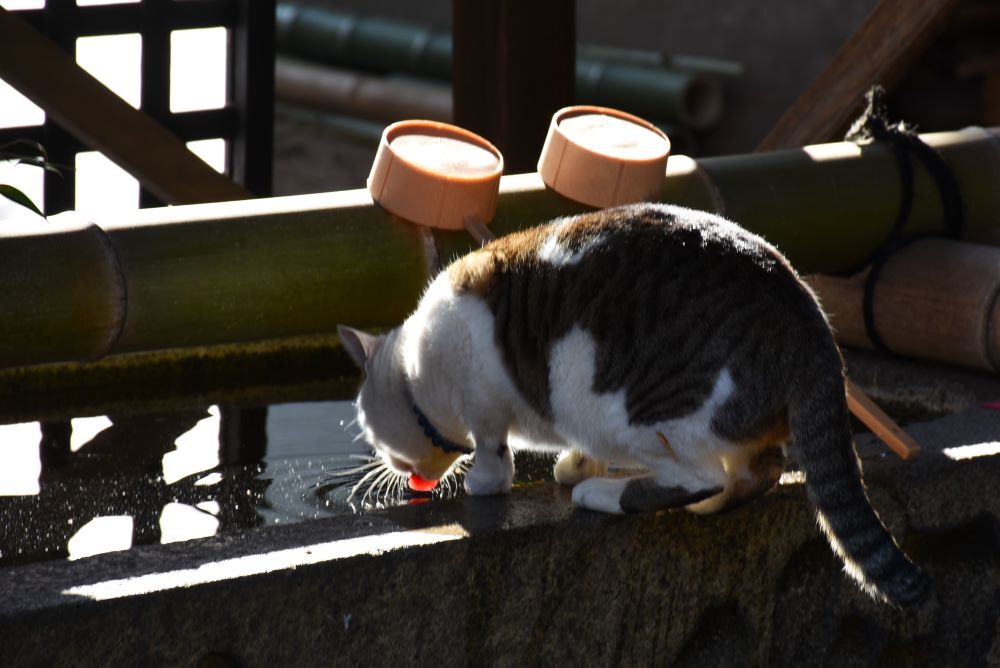 おのみちのニャンコ