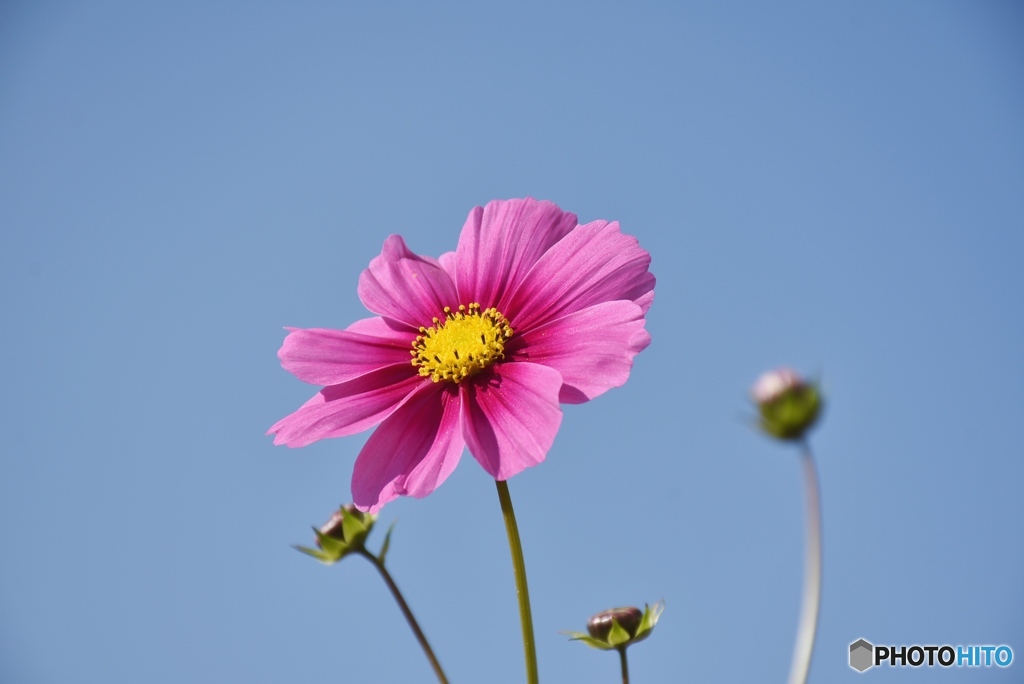 コスモス５