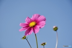 コスモス５