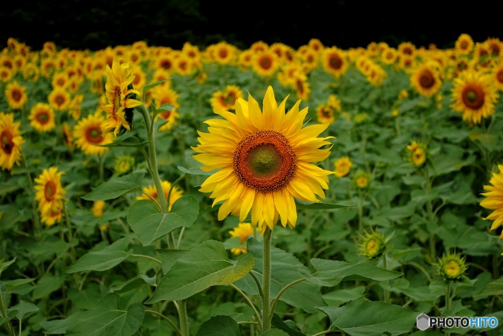 ひまわり畑　３