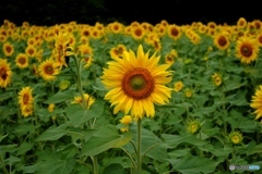 ひまわり畑　３