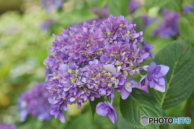 三景園の紫陽花　１１