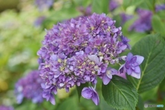 三景園の紫陽花　１１