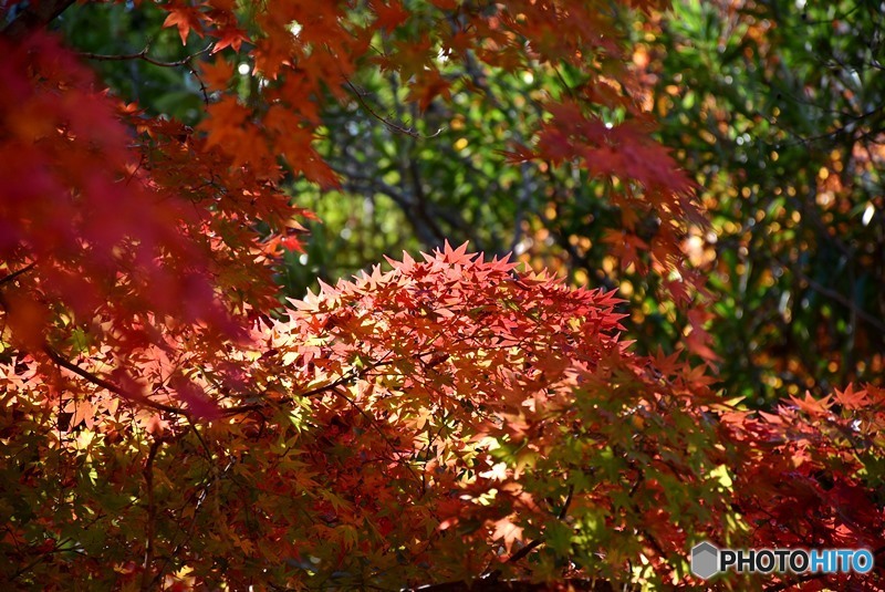秋の宮島　１４