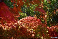 秋の宮島　１４