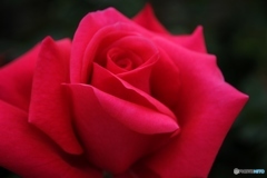 レッド・ヒロシマ