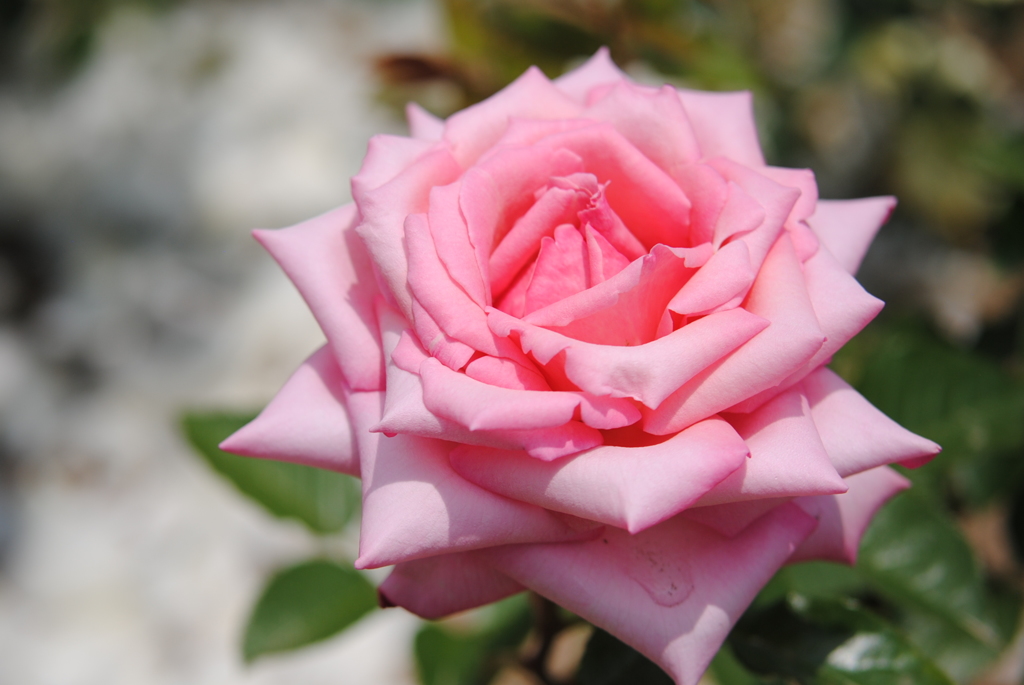 ウエディングベルズ