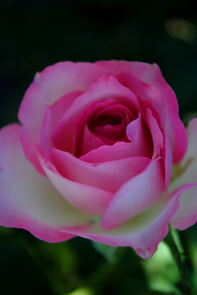 ストロベリーアイス