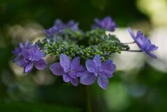 紫陽花　24