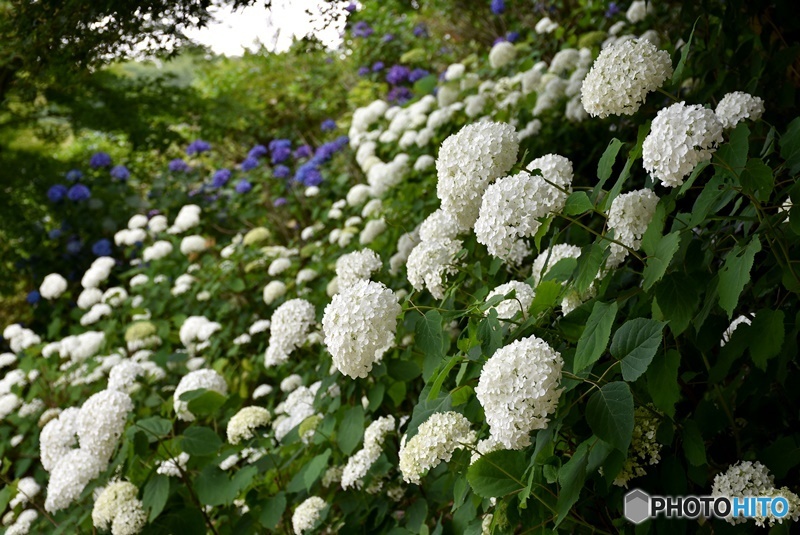 三景園の紫陽花　２３