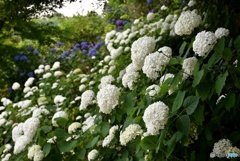 三景園の紫陽花　２３