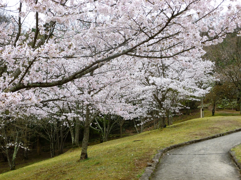 桜小路　２