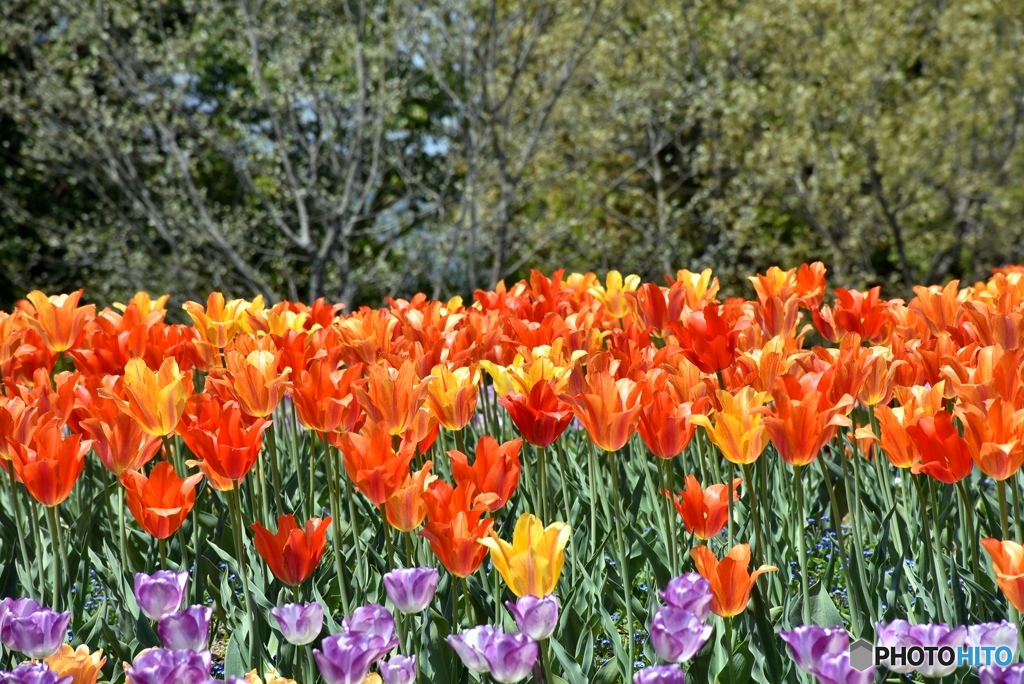 チューリップ　１０