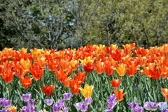 チューリップ　１０