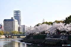 平和記念公園の桜　６