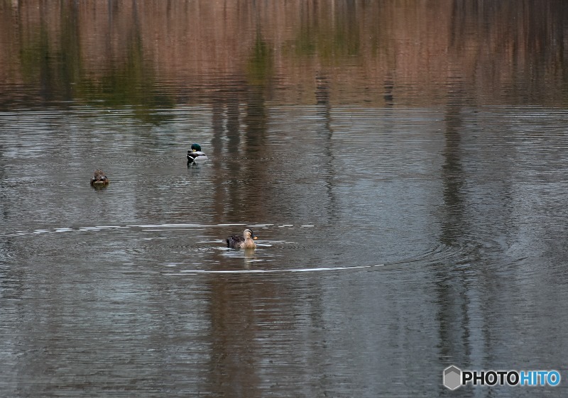 カモが泳ぐ池　４