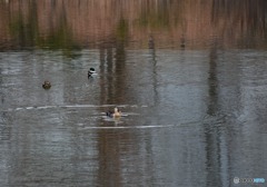 カモが泳ぐ池　４