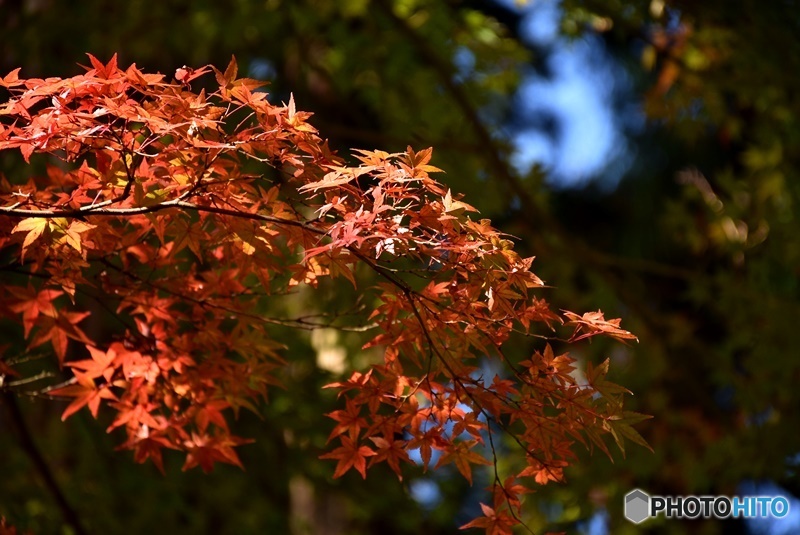 佛通寺の紅葉　３