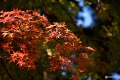 佛通寺の紅葉　３