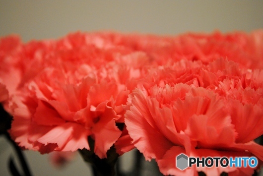 カーネーション　クレオス