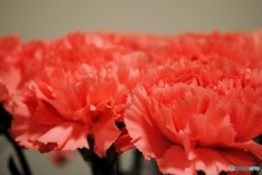 カーネーション　クレオス