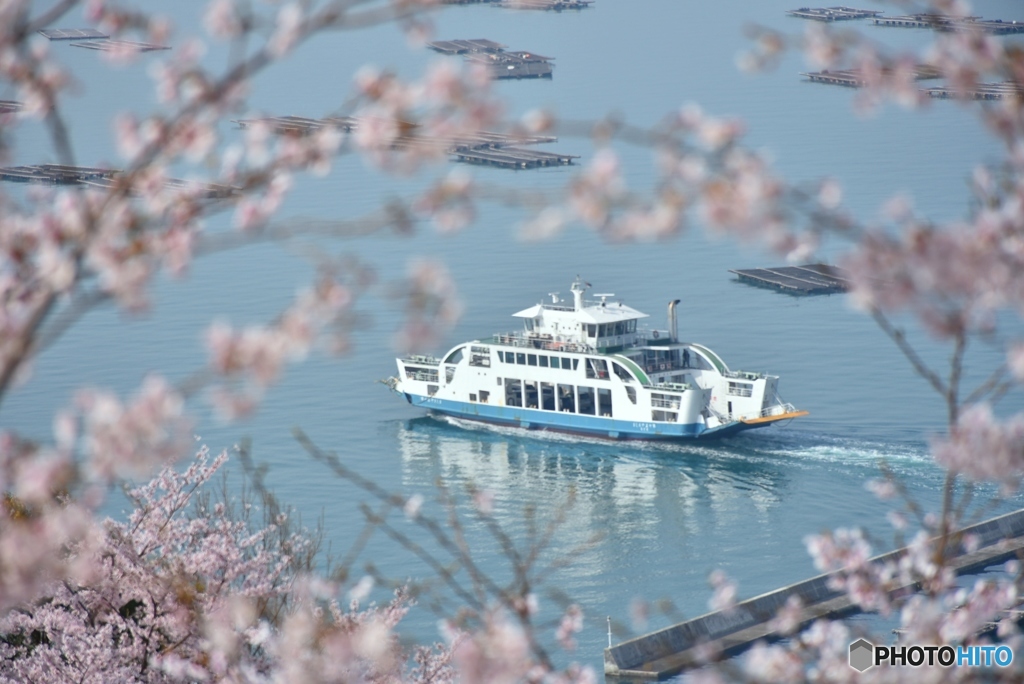 正福寺山公園の桜　６