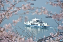 正福寺山公園の桜　６