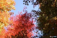 三景園の紅葉　６