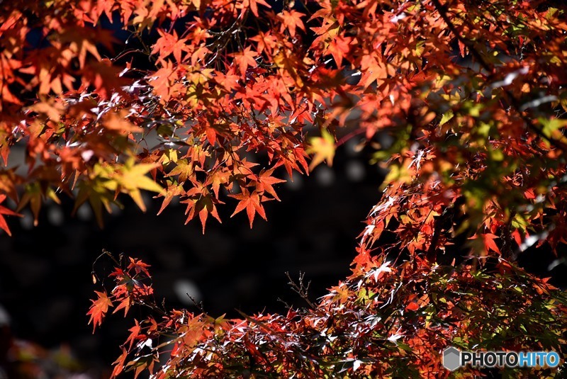 佛通寺の紅葉　５