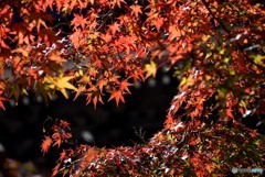 佛通寺の紅葉　５