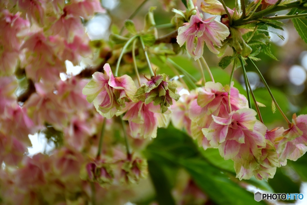 花のまわりみち　８