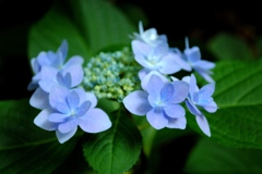 紫陽花　１６